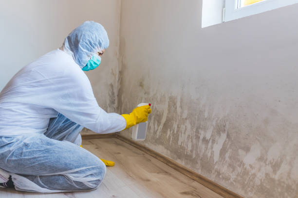 Licensed Black Mold Removal service in Dallas, TX - WQB Mold Removal