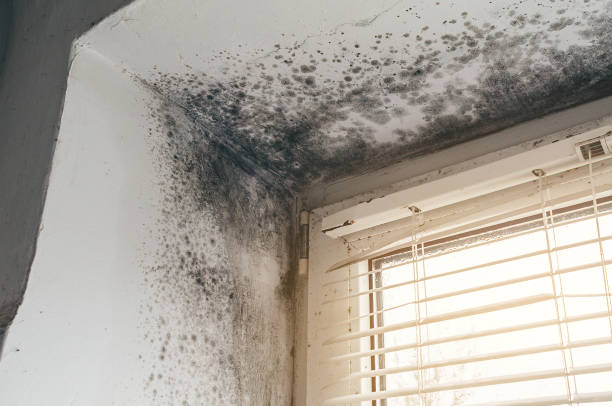 Affordable Black Mold Removal solutions in Dallas, TX