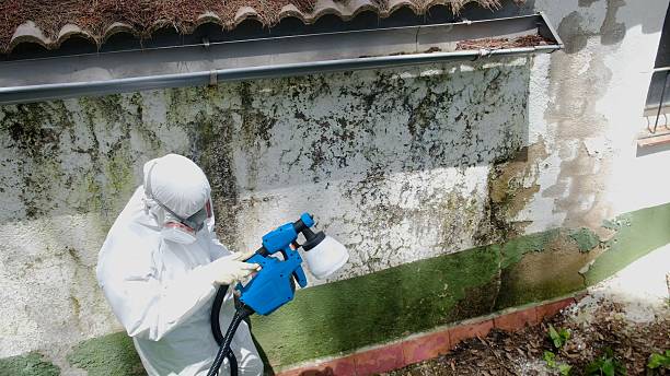 Top rated local Black Mold Removal specialists in Dallas, TX